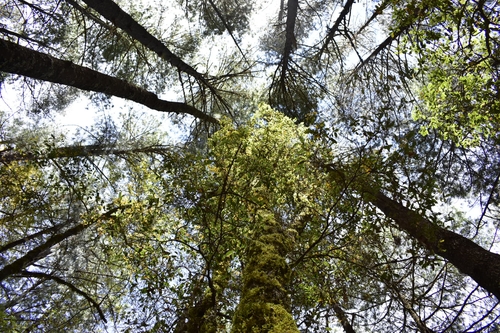 Teococuilco de Marcos Pérez