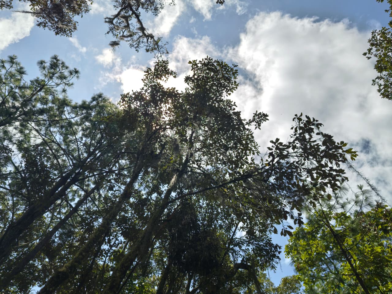 Visita al bosque de San Pablo Coatlán