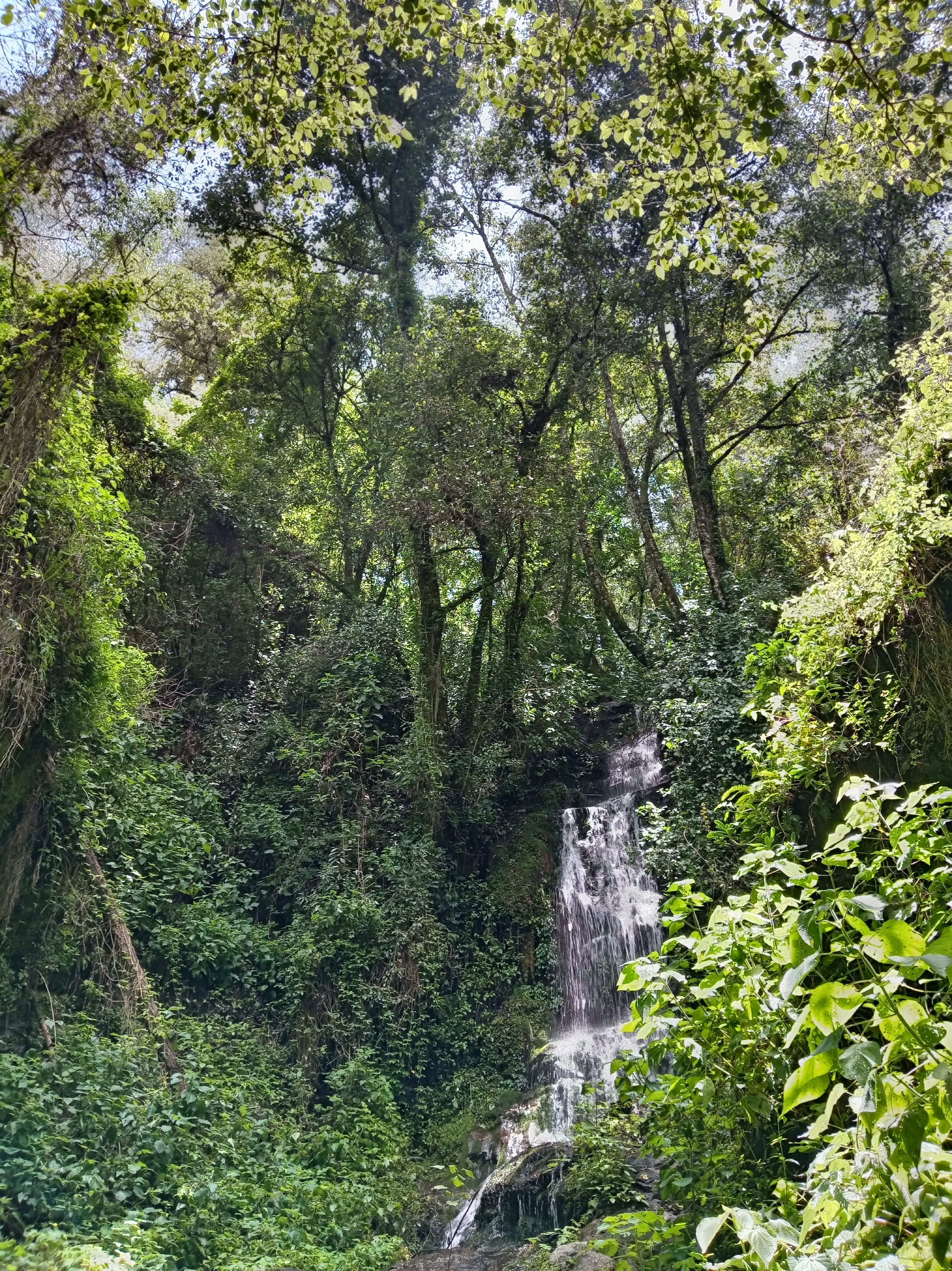 Conociendo el Bosque y su manejo